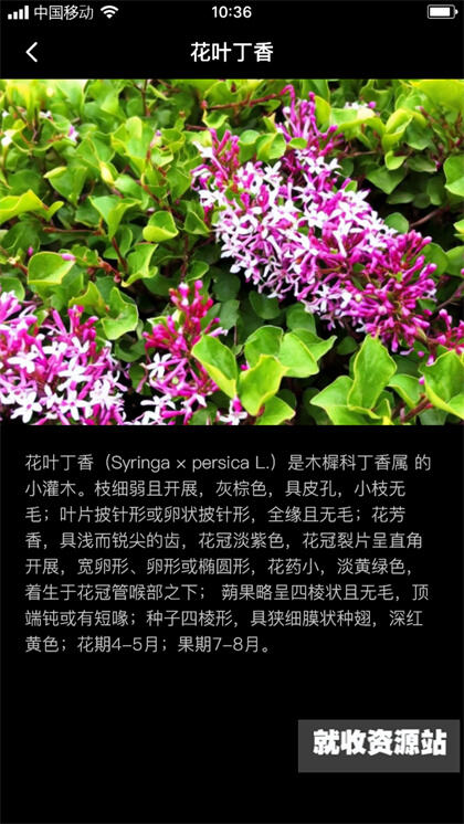 丁香花瓣app官方版下载
